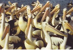 Crowded House