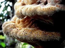 Fungus