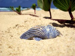 Purple Shell