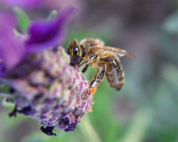 Pollen Piggy