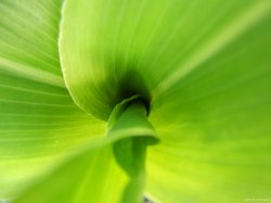 Corn Spiral.