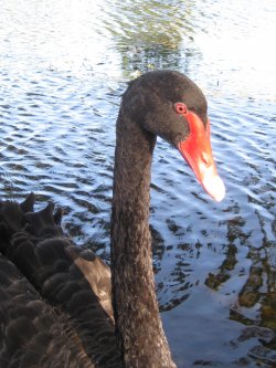Graceful
