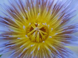 Unfolding Waterlilly