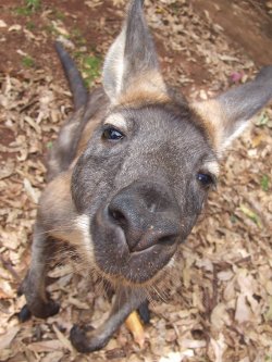 Skippy