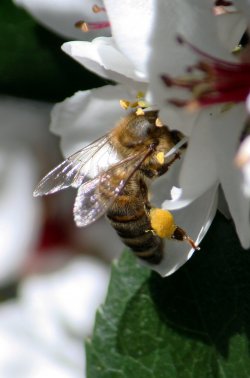 Hungry Bee