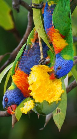 Lorikeets Feasting