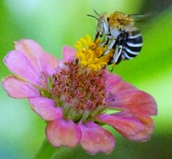 Blue Banded Bee