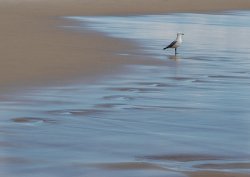 Seagull