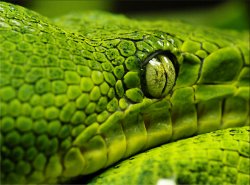 Snake Stare