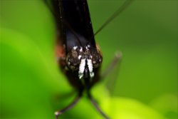 Compound Eyes