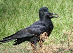 Crow