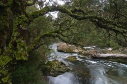 Ancient Forrest