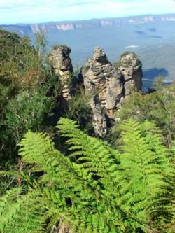Fern And Three Sisters