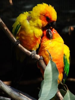 Parrots In Love