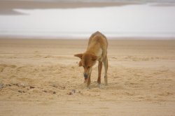Dingo On The Beach