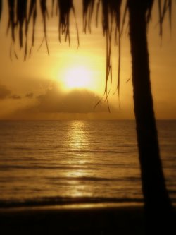 Sunrise At Palm Cove