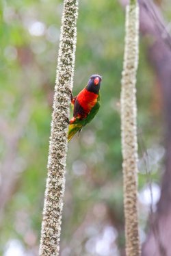Rainbow Lorrikeet Feeding On Grass Tree