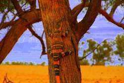 Lizard