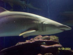 Shark