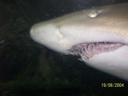 Shark