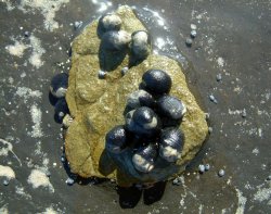Sea Snails On Rock