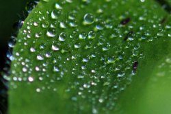 Morning Dew