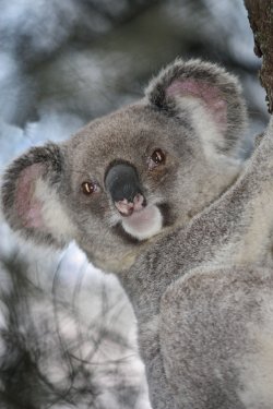 Local Koala In Natural Habitat 