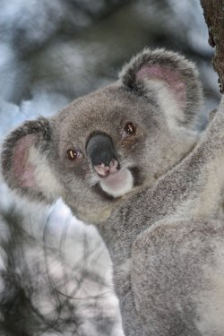 Local Koala In Natural Habitat