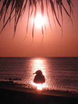 Heron Island Sunset