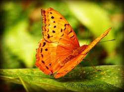 Wings Of Beauty