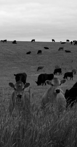 Moo.