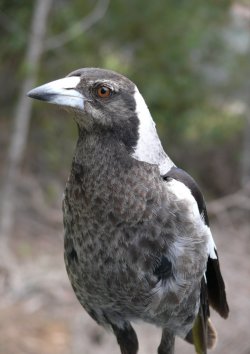 Young Aussie