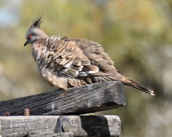 All Fluffed Up