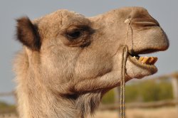 Profile Of A Camel