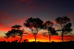 Four Tree Sunset