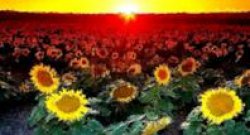 Field Of Sunflowers