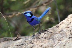 Splendid Fairywren