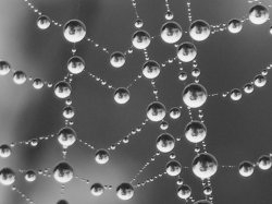 Tears On The Webs Of Life