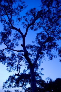 Blue Gum