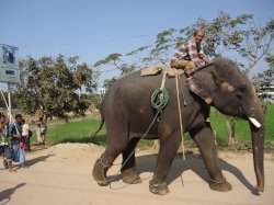 Elephant On Coxbazar In Bangladesh