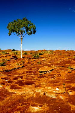 Lonely Ghost Gum