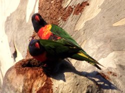 Rainbow Lorikeets
