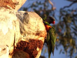 Rainbow Lorikeets
