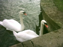 Twin Swans