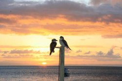 Kookaburras Sundown