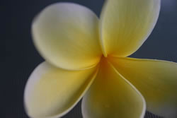 Frangipani