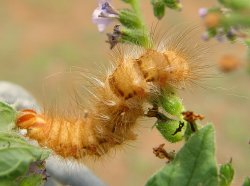 A Hairy Caterpillar
