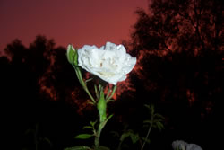 The White Rose At Sunset