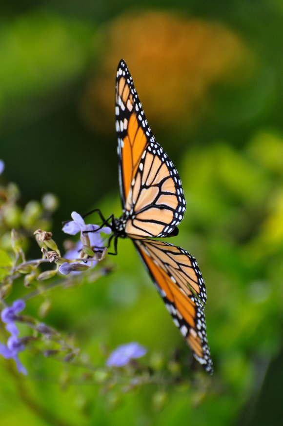 Flying Tiger