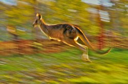 Artistic Kangaroo